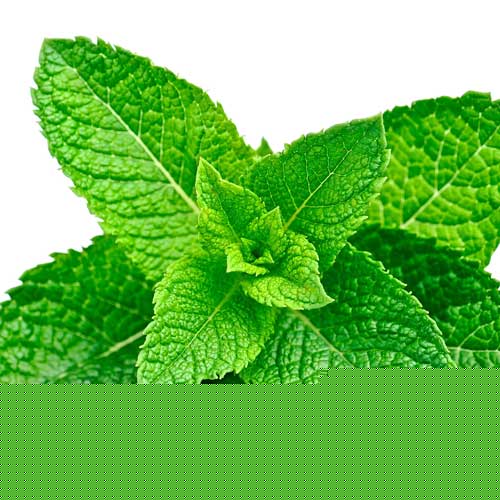 Enduro Mint Tea